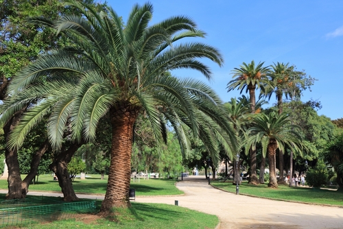 Palm trees and pedestrian pathways at the Parc de la Ciutadella in Barcelona, Catalonia, Spain