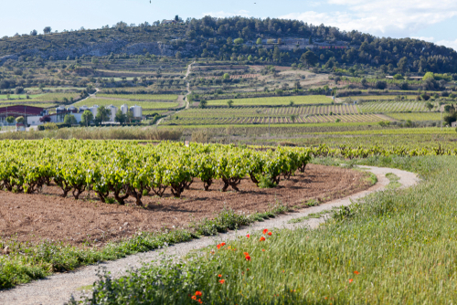Landscape with vineyards, Spring day, Penedes wine and cava regions, Catalonia, Spain