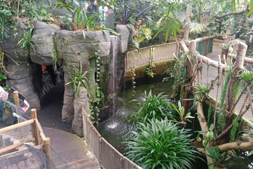 Thick greenery cover the paths at the Plantasia Tropical Zoo in Swansea, Wales, UK