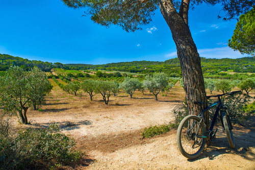 View of a bicycle and an olive tree grove on Porquerolles Island and National Park near Saint Tropez in the French Riviera, Cote d'Azur, France