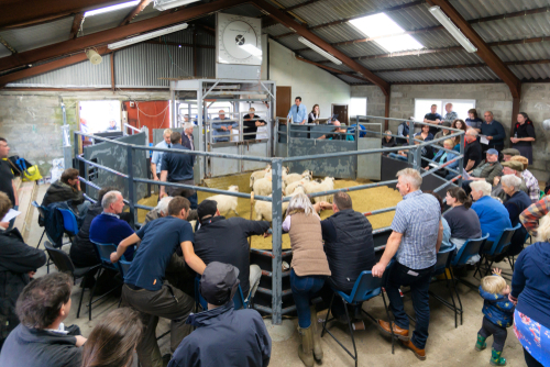 People sitting at Lambs and ewes auction sales in Portree, Skye Island, Scotland, UK