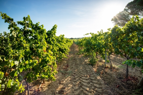 A vineyard rank in the hilltop village of Ramatuelle near Saint Tropez in the French Riviera, Cote d'Azur, France