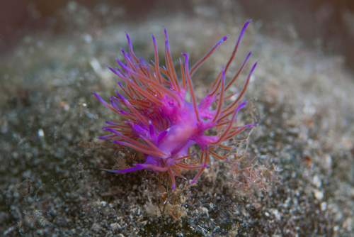 Detail of purple nudibranch in the Mediterranean sea at the bottom of the sea on a rock and seaweed. Isla del Toro Mallorca, Mallorca Island, Balearic Islands, Spain