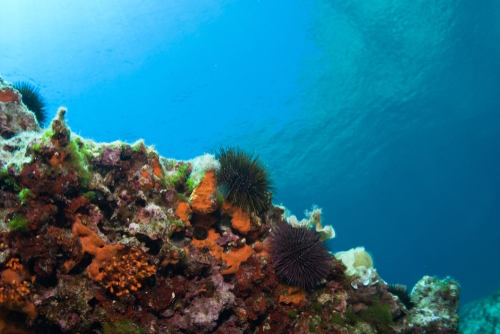 Sea urchin and sponges in blue sea, Mediterranean, clear water, view of surface water. Balearic islands, Spain