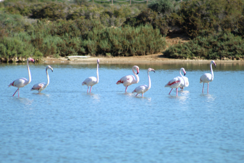 Group of beautiful flamingos in a lake in the Ses Salines natural wildlife reserve, Ibiza island, Balearic Islands, Spain