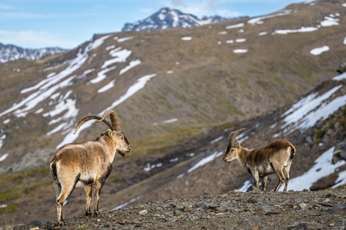 View of two Iberian ibexes, also known as the Spanish ibex, Spanish wild goat and Iberian wild goat, Capra pyrenaica. Sierra Nevada mountain range, Andalusia, Spain