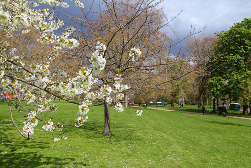 White cherry blossoms in St. James's Park in London, England, United Kingdom