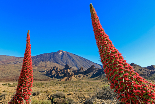Tenerife bugloss (chium wildpretii) with vulcano Pico del Teide, Teide National Park, Tenerife island, The Canaries, Spain