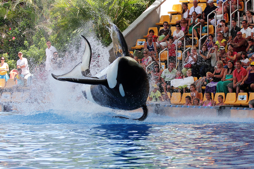 Orca Ocean exhibit in the Loro Parque in Puerto De La Cruz, Tenerife island, The Canaries, Spain