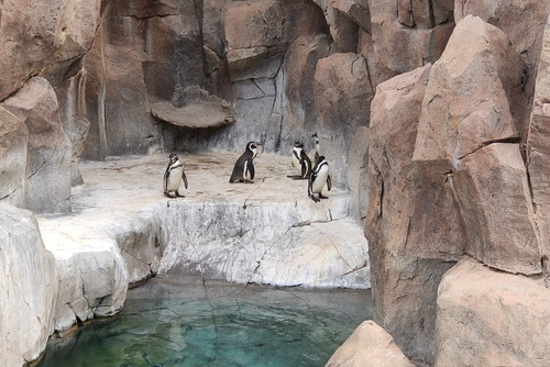 Several penguins in Las Aguilas park, Tenerife island, The Canary Islands, Spain