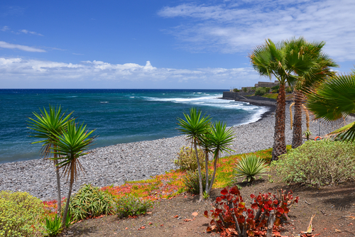 Tropical plants on the coastal promenade along the beach in the town of La Caleta, Tenerife island, The Canary Islands, Spain