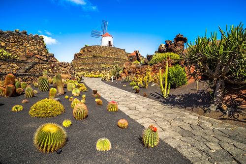 Tropical cactus garden in Guatiza village, Lanzarote Island, Canary Islands, Spain
