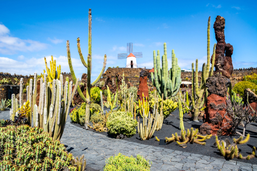 Amazing view of tropical cactus garden (Jardin de Cactus) in Guatiza village, Lanzarote Island, The Canary Islands, Spain