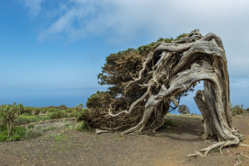 Sabina (Juniperus turbinata canariensis) twisted by the wind, La Dehesa, Frontera Rural Park, El Hierro Island, The Canary Islands, Spain