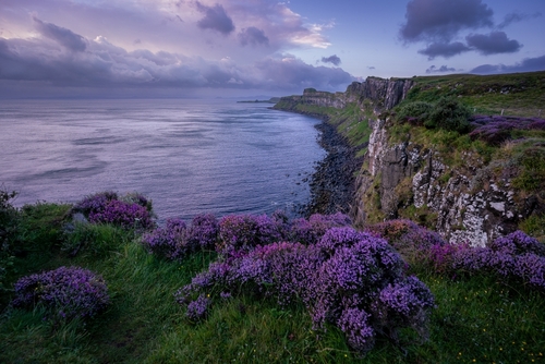 Purple flowers at a view point of the Kilt Rock and Mealt Falls on a cloudy day, Isle of Skye, Scotland, UK