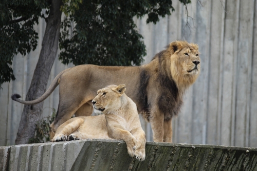 Lion standing behind the Lioness at Madrid Zoo, Spain