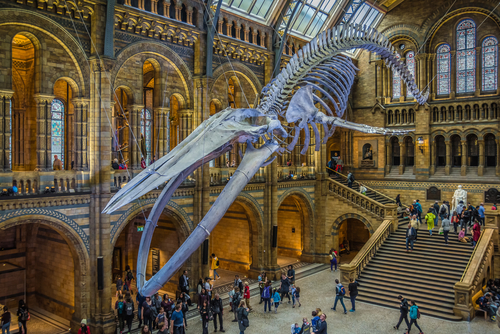 Blue whale skeleton in the main hall of the Natural History Museum of London, England, UK