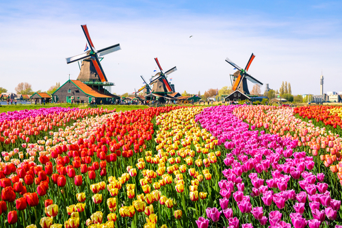 Landscape with tulips, traditional dutch windmills and houses near the canal in Zaanse Schans, The Netherlands