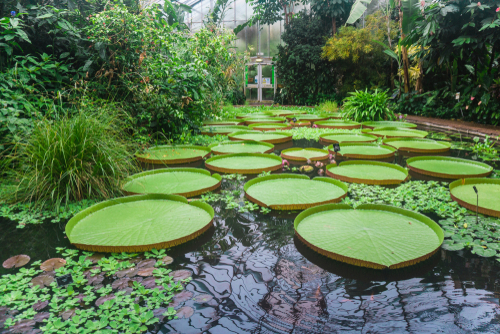 Water lilies pads in pond in greenhouse in Royal Botanic Garden in Edinburgh, Scotland, UK