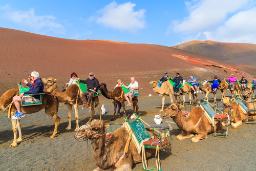 Caravan of camels with tourists in Timanfaya National Park, camels trek is popular attraction on Lanzarote island, The Canary Islands, Spain