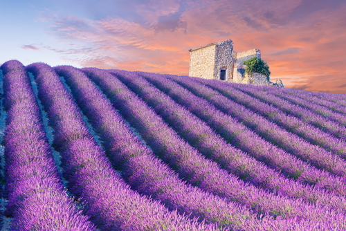 Rows of a beautiful purple lavender filed in Valensole with a old barn on a hill. Provence, France