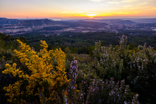 Panoramic view from the top of the village Ventabren, flowers of common broom and rosemary in the foreground, Provence, France