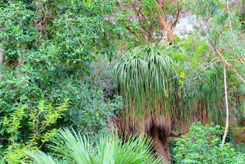 View of plants at the Villa Thuret Botanic Gardens in Antibes, The French Riviera, Cote d'Azur, France