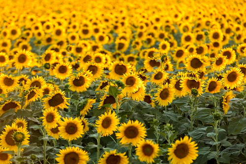 Sunflowers field near Arles in Provence, France