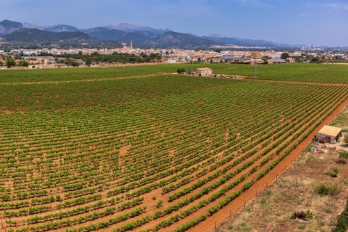View of a spring vineyard field, wineries José L. Ferrer, Binissalem, Mallorca Island, Balearic Islands, Spain