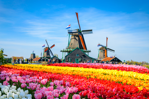 Landscape with Tulips, traditional dutch windmills and houses near the canal in Zaanse Schans Village in Zaandam near Amsterdam, North Holland