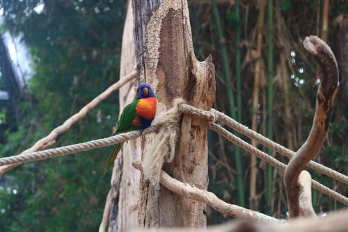 View of an animal at the animal gardens Biotropica which is French zoological park of Normandy located in the Eure, Normandy, France