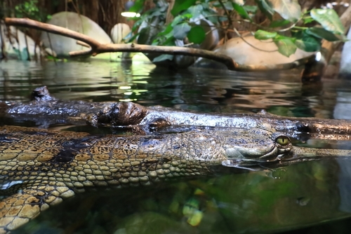 View of an animal at the animal gardens Biotropica which is French zoological park of Normandy located in the Eure, Normandy, France