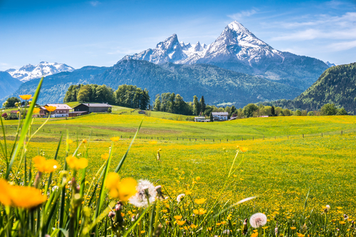Idyllic landscape in the Alps with fresh green meadows, blooming flowers, typical farmhouses and snowcapped mountain tops in the background, National park Berchtesgaden, Bavaria, Germany