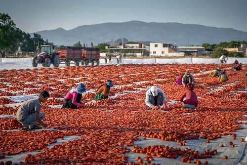Seasonal workers from other cities work in the fields to dry tomatoes in Dikili, Izmir, Turkey