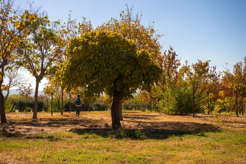 View of trees at İnciraltı Urban Forest, Izmir, Turkey