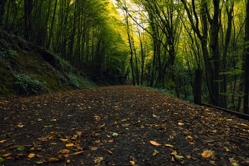 Walking path or trail in the forest from ground level in Autumn, Polonezkoy Nature Park in Istanbul, Turkey