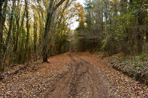 Beautiful road in a park with Autumn trees, Polonezkoy Nature Park in Istanbul, Turkey