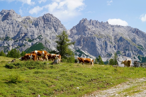 Cows grazing on a sunny summer day in the alpine valley by the foot of Dachstein mountain in the Schladming-Dachstein region of the Austrian Alps, Austria