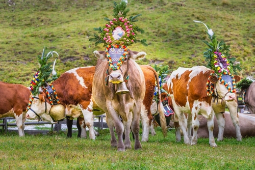 Ornate Cow parade called Almabtrieb festival in Zillertal, Austrian alps, Tirol, Austria