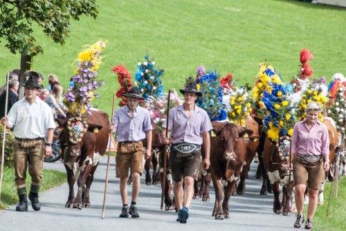 Decorated cow at Almabtrieb festival. A ceremonial driving down of cattle from the mountain pastures into the valley in autumn in Fieberbrunn, Tyrol, Austria