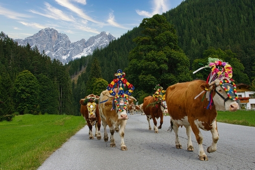 Ornate Cow parade called Almabtrieb festival in Zillertal, Austrian alps, Tirol, Austria
