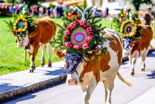 Adorned cows at the annual Almabtrieb Cow Festival in Pertisau, Austria