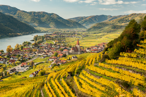 Autumn colored leaves and vineyards on a Sunny day in Weissenkirchen, Wachau Valley, Austria
