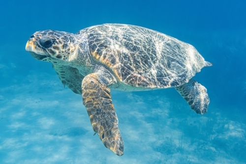 Beautiful view of Caretta Turtle near Laganas beach on the island of Zakynthos, Ionian Islands, Greece