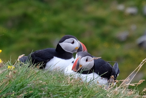 Puffins, the love birds, couples usually go back to the same place to nest year after year. Papey Island, east Iceland