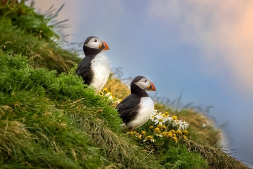Atlantic puffin colonies on the cliffs along the famous Reynisfjara Black Sand Beach and Dyrhólaey in Southern Iceland