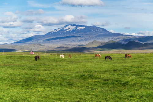 Horses grazing in the foreground with Helka Volcano in the background, Landmannalaugar Reservation, Iceland