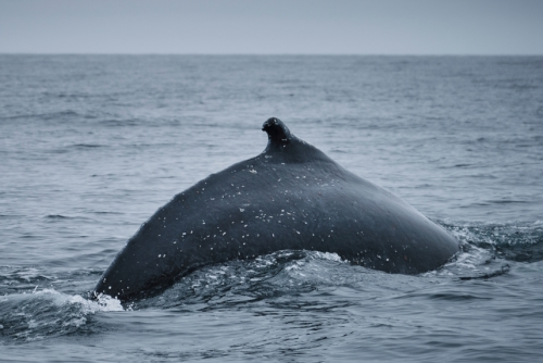 The back of a blue fin whale in Húsavic whale watching, north Iceland