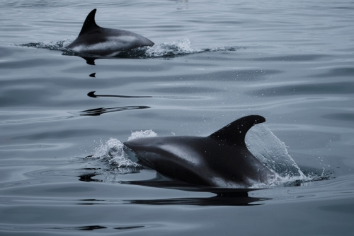 Whale Watching Iceland, Whale jumps out of Water near Húsavík village