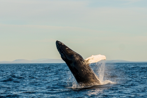 Tail of a blue fin whale in Húsavic whale watching, north